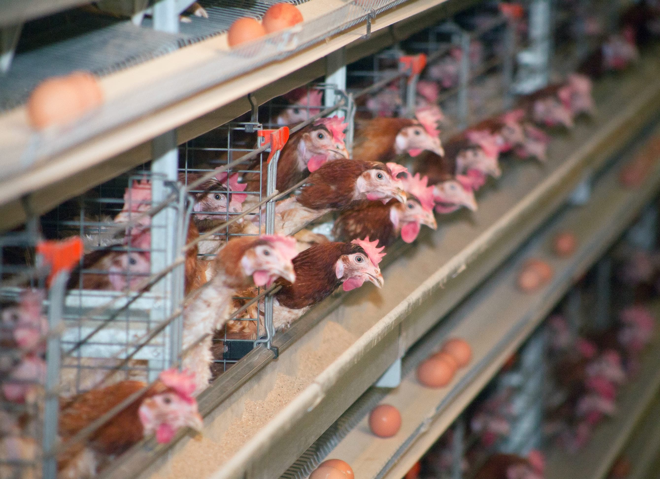Panduan Ternak Ayam Petelur Skala Rumahan untuk Pemula